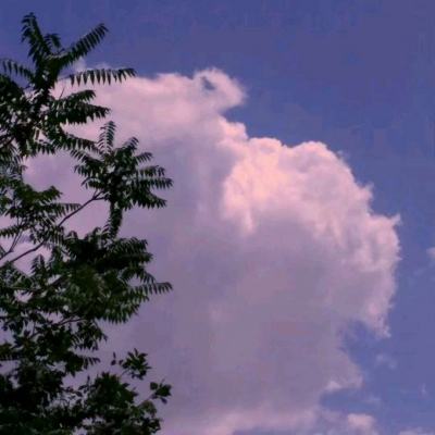 仙梦奇缘gm端下载